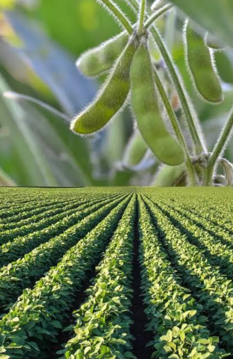 कोरबा जिले में सब्जी क्रांति: धान की जगह गेहूं, दलहन और तिलहन की खेती बढ़ी, आमदनी दोगुनी!